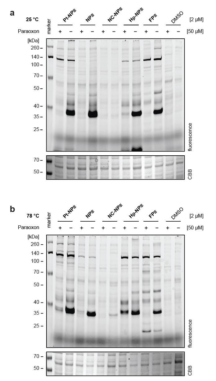 Supplementary Figure 2. In vitro ABPP with S.