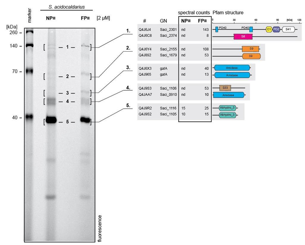 Supplementary Figure 3. Large scale in vivo profiling of S. acidocaldarius MW001 for MS-based target identification. S. acidocaldarius growing at 78 C and ph 3.