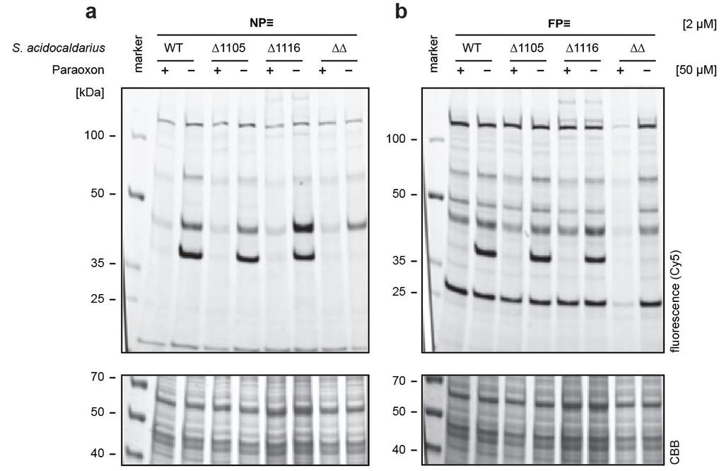 Supplementary Figure 4. In vivo labelling of serine hydrolases in S.acidocaldarius single and double esterase mutant strains. Cultures of S.