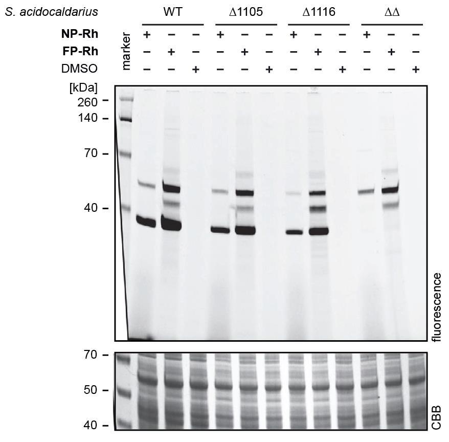 Supplementary Figure 5. In vitro labelling of serine hydrolases in S. acidocaldarius single and double esterase mutant strains. Lysates of S.