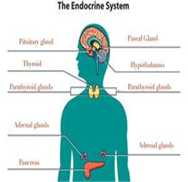 Endocrinologist An Endocrinologist is a physician who specializes in and treats disorders of the endocrine system The Endocrine System Consists of