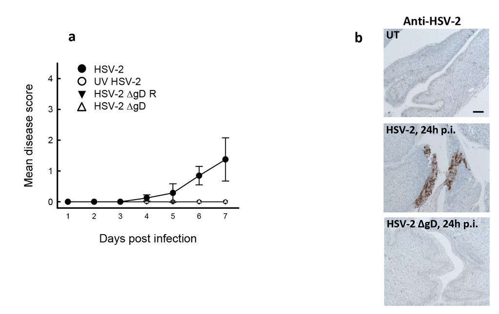 Supplementary Figure 6 Development of disease after infection with infectious or attenuated HSV-2. C57BL/6 mice were infected intravaginally with 6.