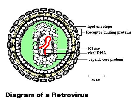 Transductional Targeting Adenovirus Retrovirus Liposomes Modify viral genes: Modify capsid proteins genetically Replace envelope gene with an alternate envelope