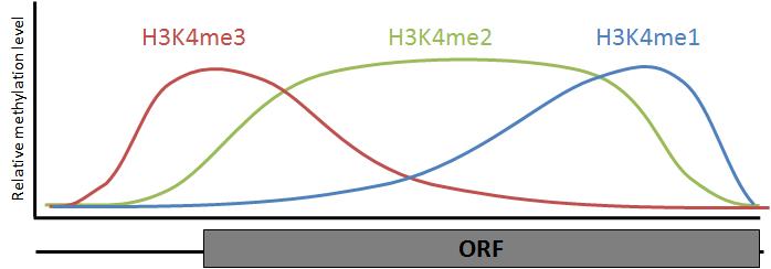 7 Figure 1: Distribution of methylation on H3K4 across an active ORF.
