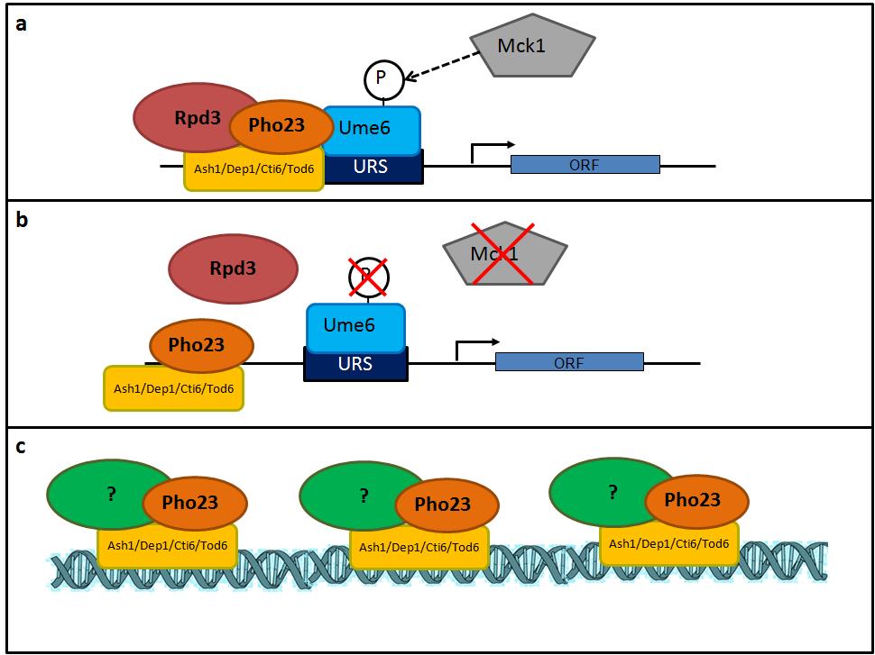 63 Figure 20: Suggested model of Mck1 regulation of the Rpd3L complex through phosphorylation of Ume6. a) Mck1 phosphorylates Ume6 to promote its interaction with the Rpd3L complex including Pho23.