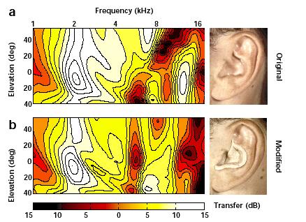 Ear fine structure affects HRTFs!