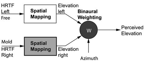 Wanrooij and Van Opstal (2005) Spatial-mapping adaptation The auditory system learns the new spectral cues separately for each ear Binaural-weighting adaptation The auditory system learns the new