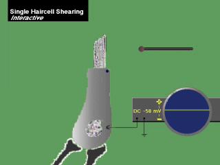 Hair cell stereocilia shearing! Cochlear processing is 1000x faster than retinal processing!