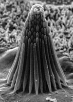 cilia on a hair cell in bullfrog