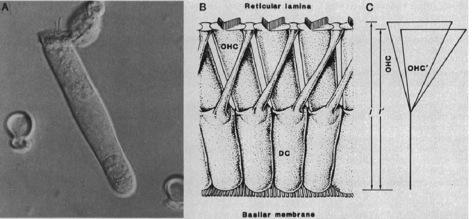 Role of Outer Hair Cells in Cochlear Mechanics! 1985 Brownell et al.