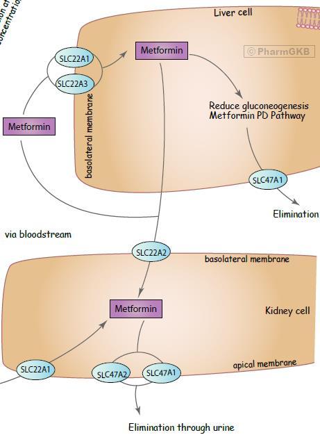 Inhibition of metformin elimination by dolutegravir Metformin elimination pathway OCT1 DDI study in