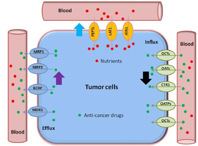 Transporters expression in tumor cells dolutegravir can reduce efficacy of oxaliplatin oxaliplatin cisplatin Inhibitor of OCT2 antagonized oxaliplatin efficacy Morrow