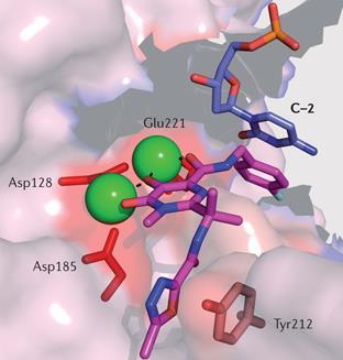 Mean DTG concentration (µg/ml) Mechanism of interaction specific to integrase inhibitors 2.0 1.8 1.6 1.4 1.2 1.0 0.8 0.6 0.4 0.