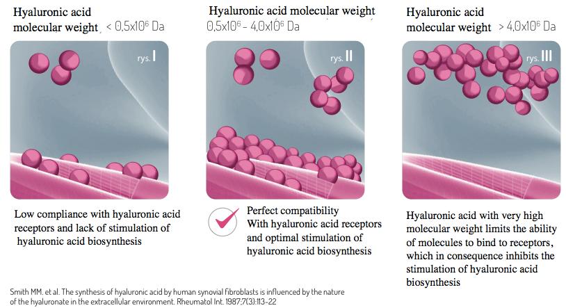 HA JOYFLEX Sodium Hyaluronate with a molecular weight of between 800,000 and 1 200,000 daltons (see Fig.