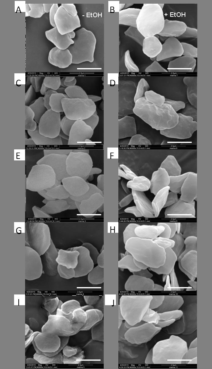Supplemental Figure S12. Scanning electron micrographs of starch granules isolated from induced and non-induced TPS29.2 plants. Inducible TPS29.