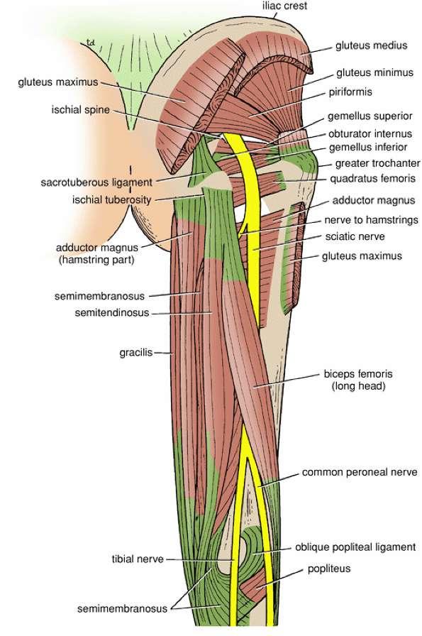 Contents of the Posterior Fascial Compartment of the Thigh 1-Muscles: B i c e p s f e m o r i s S e m i t e n d i n o s u s S e m i m e m b r a n o s u s a small part of the