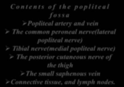C o n t e n t s o f t h e p o p l i t e a l f o s s a Popliteal artery and vein The common peroneal