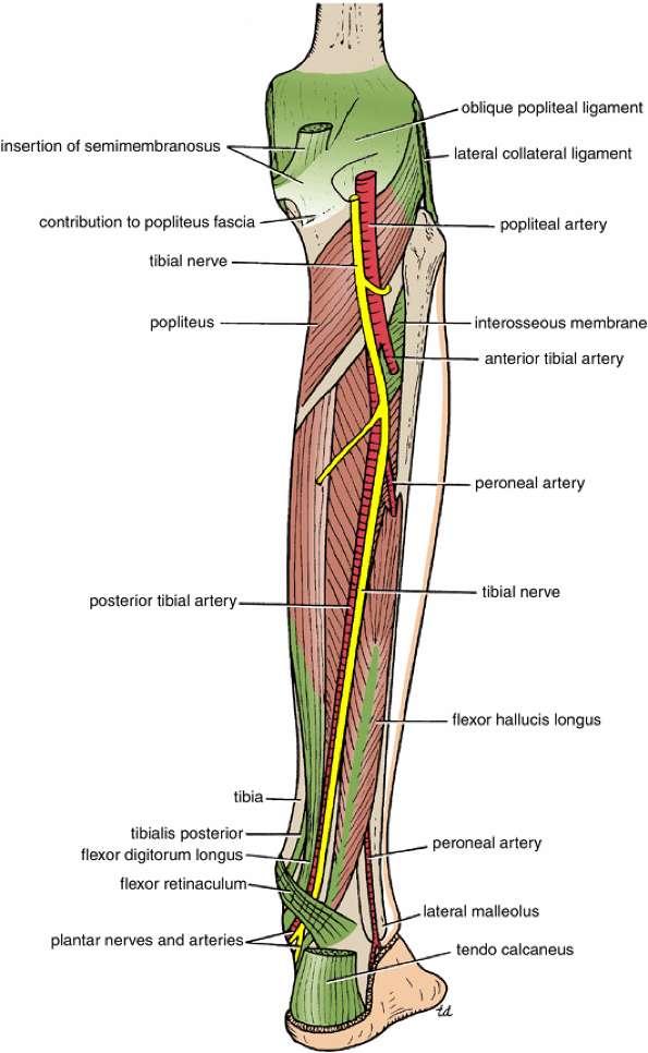 T i b i a l N e r v e 2-Muscular: branches supply both heads of the gastrocnemius and the