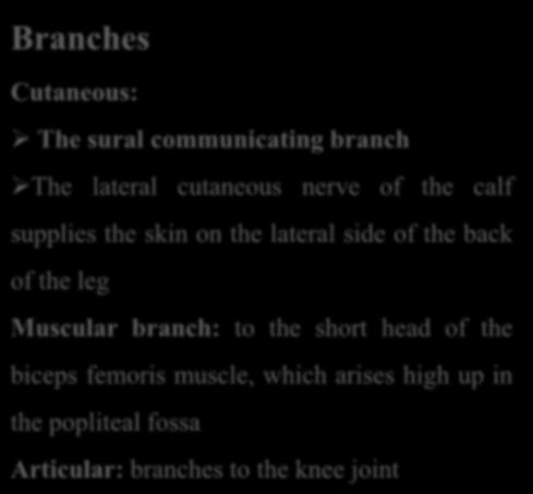 leg Muscular branch: to the short head of the biceps femoris muscle, which