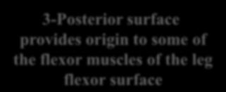 muscles of the leg Extensor surface 3-Posterior surface provides origin