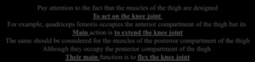 Pay attention to the fact that the muscles of the thigh are designed To act on the knee joint For example, quadriceps femoris occupies the anterior compartment of the thigh but its Main action is to