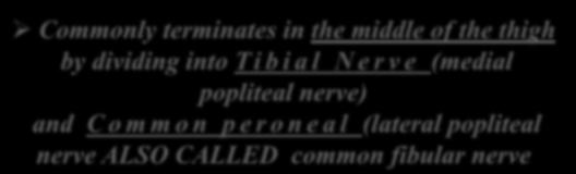 Commonly terminates in the middle of the thigh by dividing into T i b i a l N e r v e