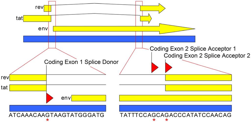 Figure 1. Map of the MS mrna splice site. Genome map depicting the MS transcript region of RT-SHIV. There are two open reading frames on the MS transcript, encoding the Tat and Rev proteins.