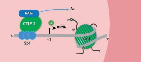 2. Histone methylation ACTIVATION (HMT