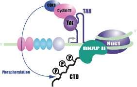 5. The RNA interference pathway A better understanding of the complex interplay between