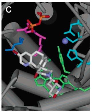 X-ray Crystallographic images of different farnesyl-transferase