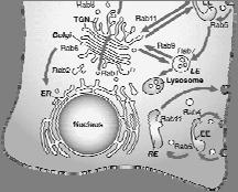 endoplasmic reticulum and Golgi Inhibiting Golgi assembly
