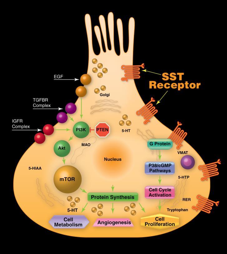 Somatostatin receptors highly expressed by NETs Targeting SST receptors can provide symptom and disease control New targets could change treatment paradigm mtor, PI3K,