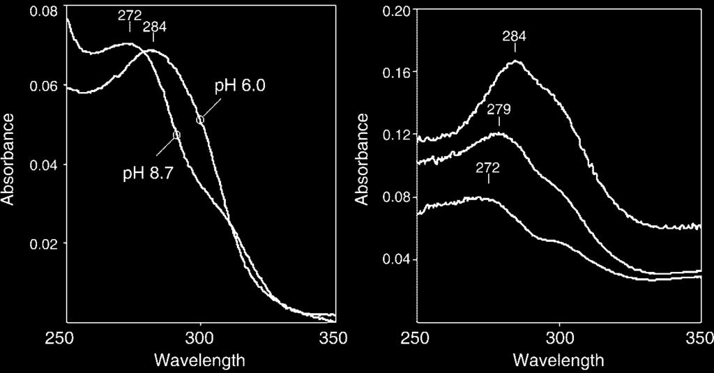 31306 Hydroxyquinone Binding to Cytochrome bc 1 Complex FIG. 2. Ionization of hydroxydioxobenzothiazole bound to yeast bc 1 complex. Left panel, spectra of 5 M THDBT at ph 6.0 and 8.7.