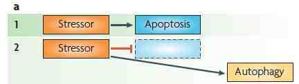 A particular set of insults induces apoptosis (part 1), which, if inhibited, can switch to autophagy.