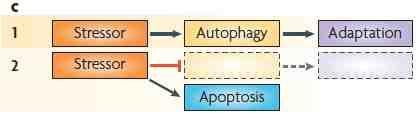 c Another set of stimuli (or perhaps simply a lower dose of insults) provokes a protective autophagic response (part 1), which is required for adaptation of the cell and the avoidance of apoptosis