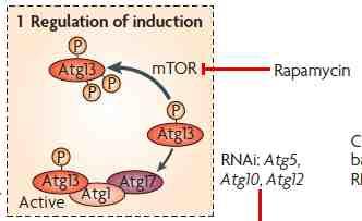 In many cellular settings, the first regulatory process involves the derepression of the mtor Ser/Thr kinase, which inhibits autophagy by phosphorylating autophagy protein-13 (Atg13).
