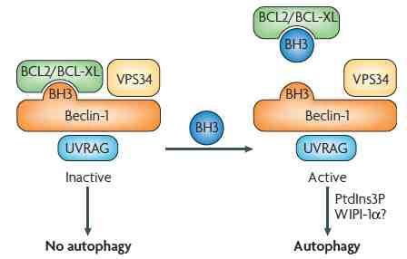 Beclin-1 BCL 2 interaction Proteins that contain BCL2 homology-3 (BH3) domains or small molecules that mimic BH3 domains can bind to the BH3- receptor domain of BCL2 or BCL-XL and,