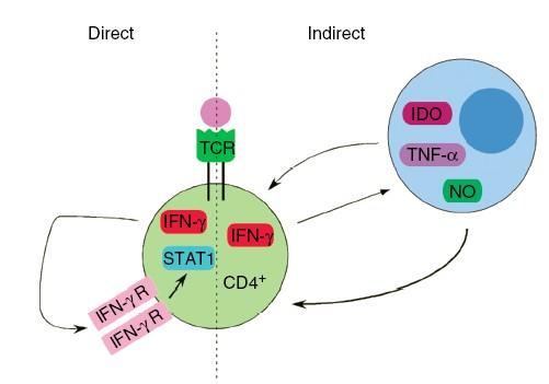 IFNγ: promoter or inhibitor of Th1 responses? The initial activation/expansion phase of CD4+ T-cell responses is followed by a death phase during which most (90%) effector cells are eliminated.