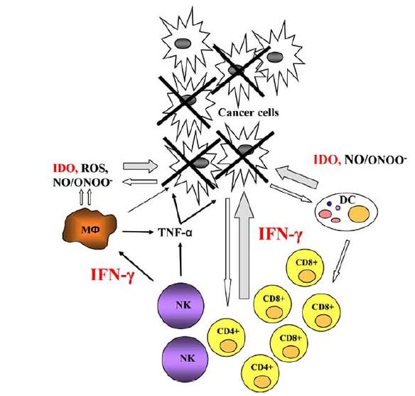 Antitumoral Activity of Interferon-γ 1. Tumor antigen-carrying cancer cells are recognized by: - NK - DC - CD4+/CD8+ cells - macrophages 2.