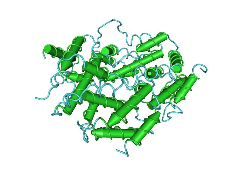 The structure of human IFN-γ The IFN-γ gene is located on chromosome 12 and codes for a 17 kda protein, which then undergoes posttranslational glycolysis converting the IFN-γ to a 20-25 kda
