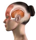 Headache Severity (Scale 0 to 10) Headache Severity (Scale 0 to 10) Temporalis Fascia Covering Second Ona-BoNTA injection cycle 10 9 8 Triptan administered on 4 days 58 headache-free days 27 days