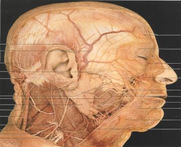 2007 Auriculotemporal nerve Supraorbital and supratrochlear nerve blocks From Ashkenazi A, Levin M, Dodick DW.