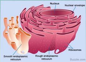 endoplasmic reticulum is a network (reticulum) of canals (containing ribosomes) within the cell that manufactures proteins anabolism - the process of building up complex substances