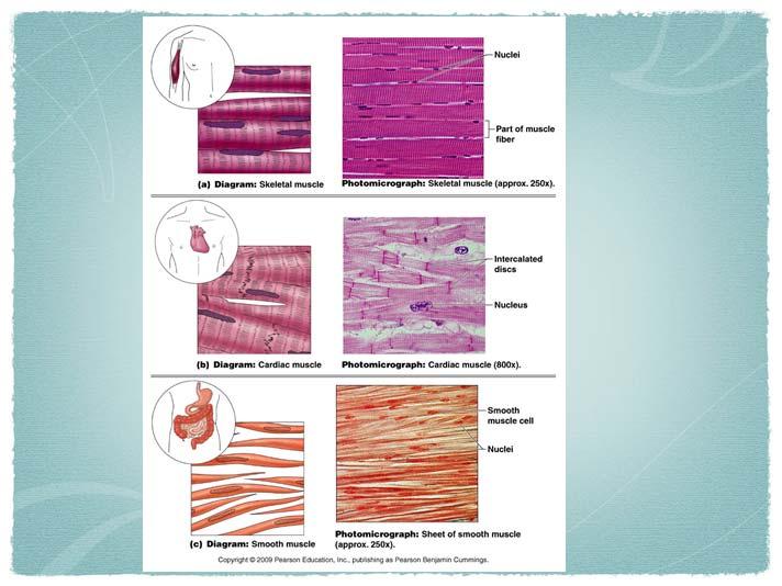 Connective Tissue include adipose (fat) tissue, cartilage (elastic and fibrous tissue), bone and blood Nerve Tissue conducts impulses all over the body ORGANS different types of