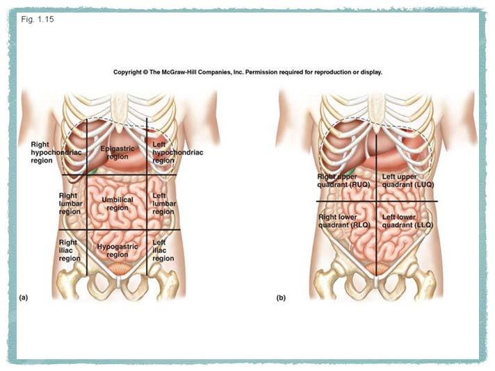regions right hypochondriac region (right upper region below the ribs) left hypochondriac region epigastric region (above the stomach) right lumbar region (right middle region near the waist) left