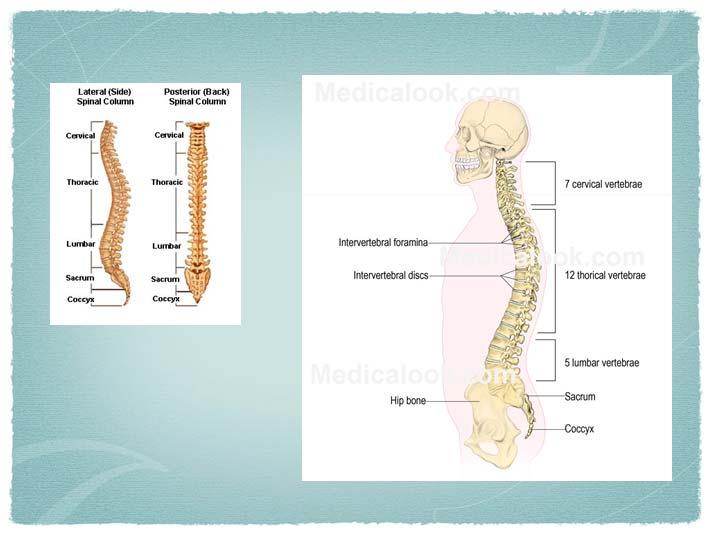 DIVISIONS OF THE BACK (spinal column) the spinal column is composed of a series of bones that extend from the neck to the tailbone - each bone is a vertebra (vertebrae) cervical - neck region C1-C7