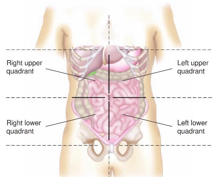 Right lower quadrant: On the right anterior side; contains the appendix, parts of the intestines, and parts of the reproductive organs in the female.