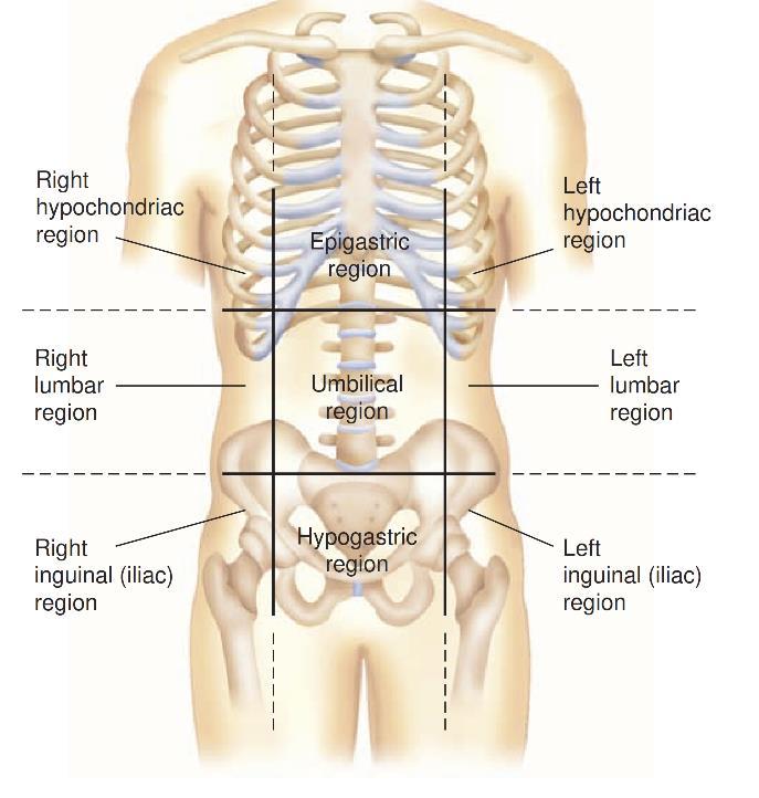 Left lower quadrant: On the left anterior side; contains parts of the intestines and parts of reproductive organs in the female.
