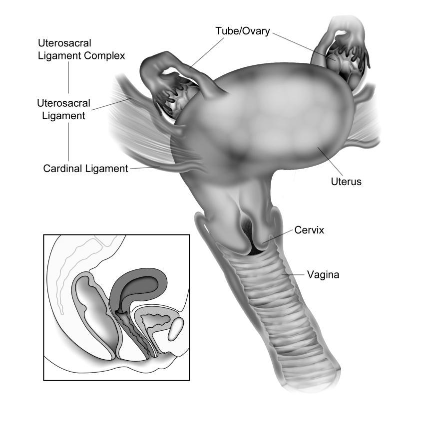 suspend the uterus Uterine Prolapse Levator Ani