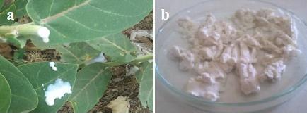 Isolation and Purification of Calotropis gigantea gum Fresh gum of Calotropis gigantea was collected (Figure 1) and washed with water to remove dirt and debris.